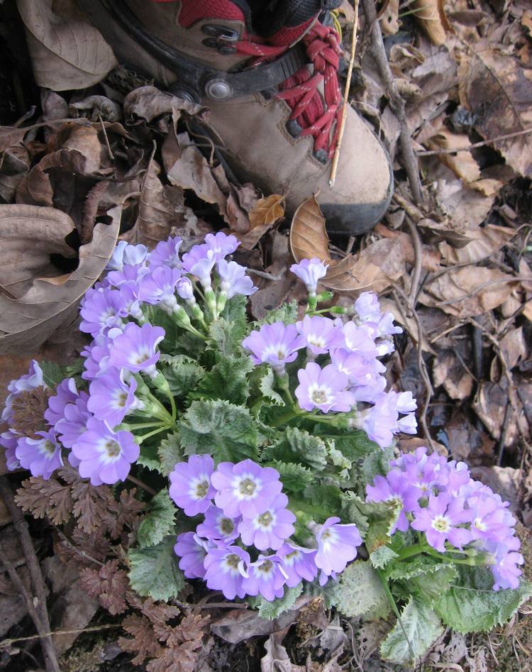 pax)是报春花科报春花属植物.多年生矮小草本,根茎柔弱.