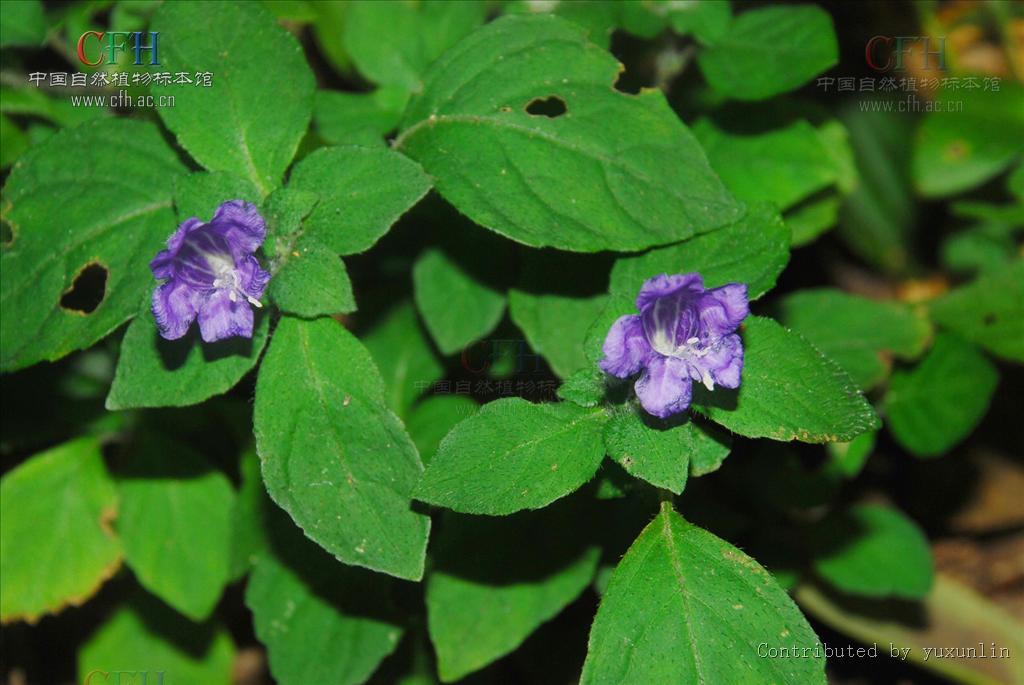  p>荨麻叶马蓝(学名:strobilanthes urticifolius),为 a target="