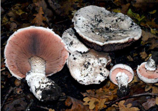  p>圆孢蘑菇分布于新疆西部及西南部地区,夏秋季生灌丛沙地,湖边芦苇