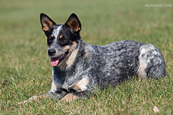australian cattle dog