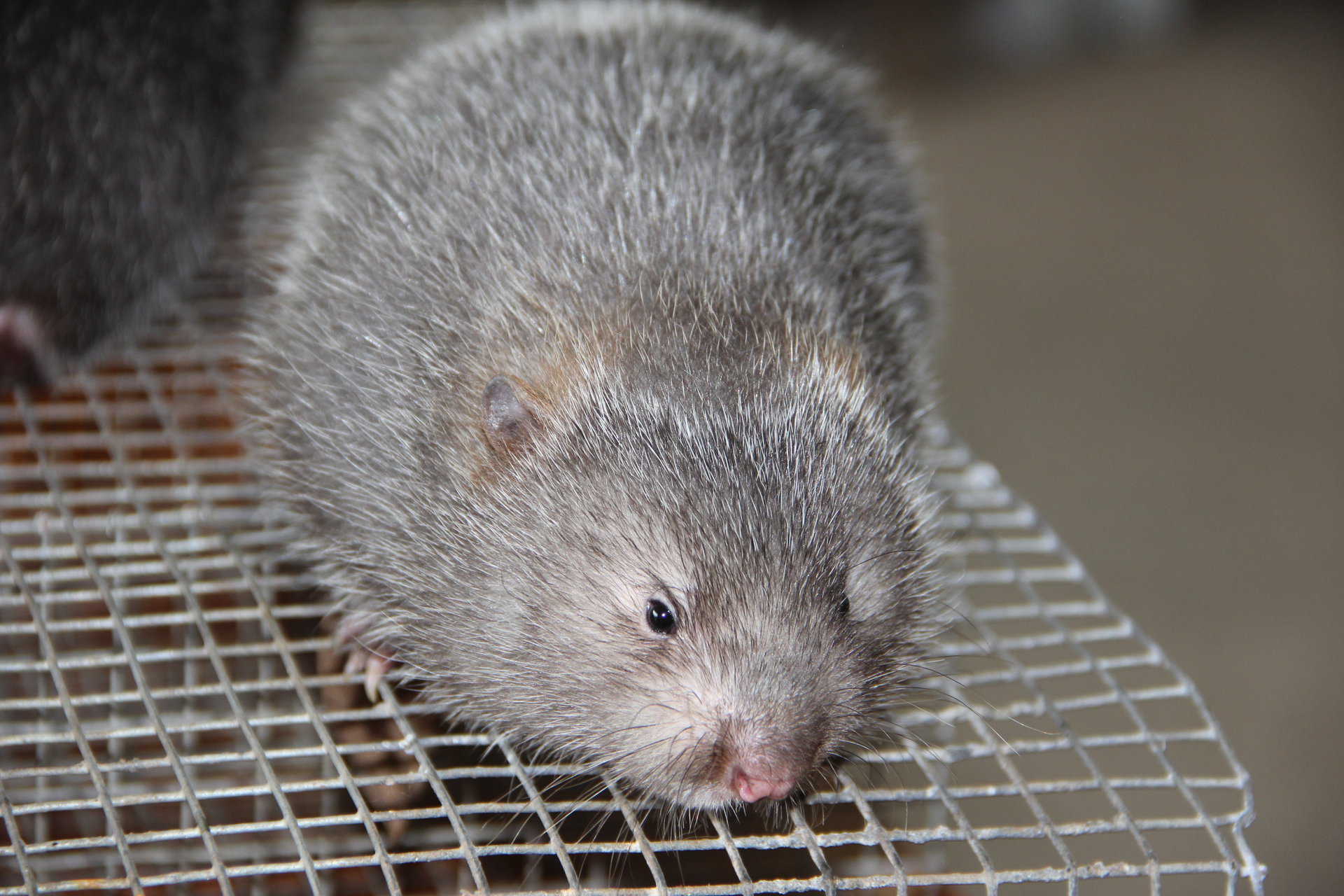  p>竹鼠(学名: i>rhizomyidae /i>),是属竹鼠科, a href="#" data