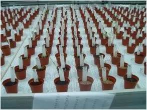 飞往火星有吃的了 荷兰成功在火星 模拟土 种植作物 百科ta说