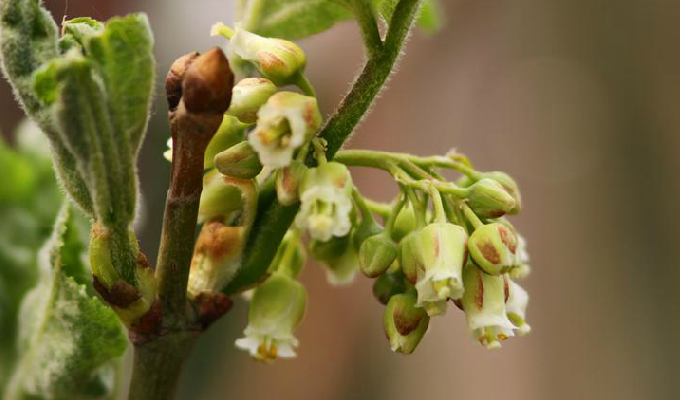 是 a target="_blank" href="/item/省沽油科/4866925" data-lemmaid