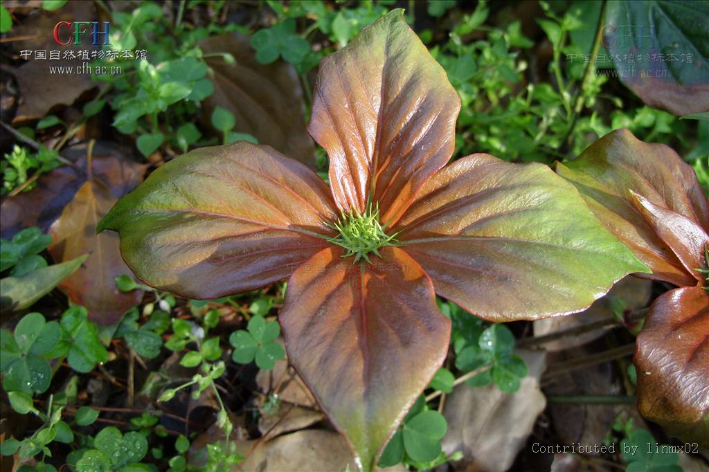  p> b>落地梅 /b>(学名: i>lysimachia paridiformis /i>)为 a target