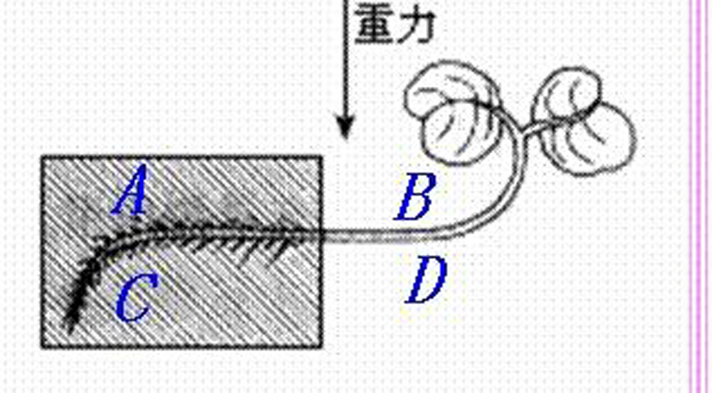  p>背地性,又称负 a target="_blank" href="/item/向地性/7478339"