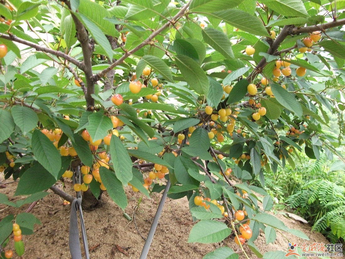 诸城黄樱桃集中产地在诸城市 a target="_blank" href="/item/桃林乡