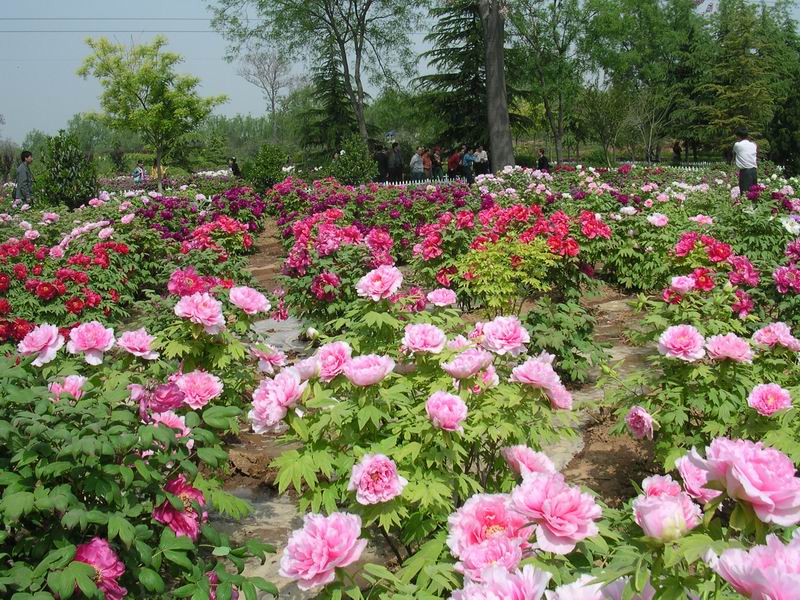 长春牡丹园