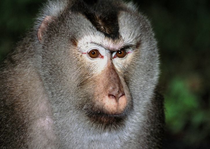  p>豚尾猴(学名: i>macaca leonina /i>):体长54-62厘米,体型较粗壮