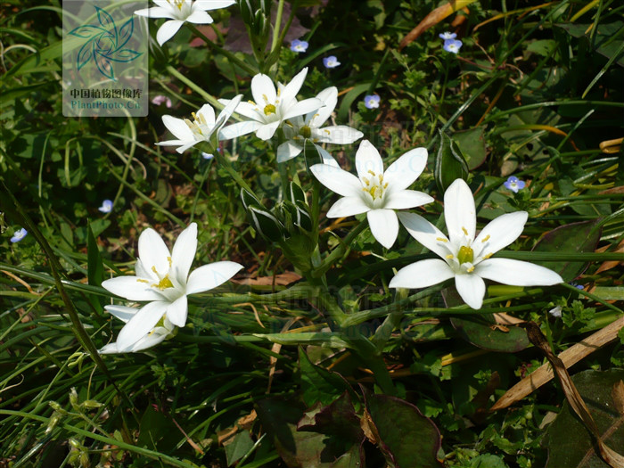 伞花虎眼万年青