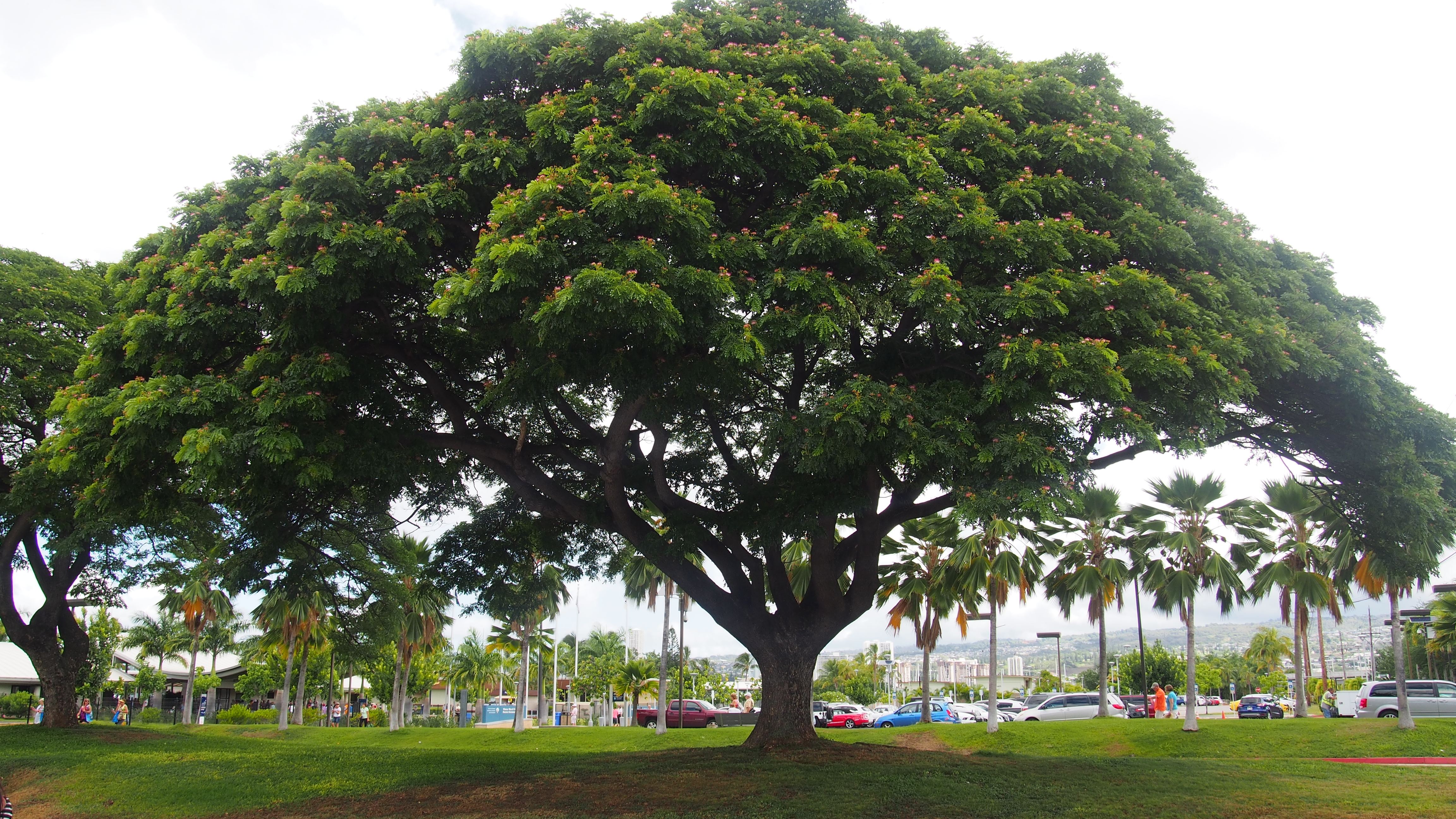 ficus microcarpa linn. f.
