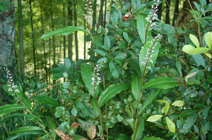  p>华山姜( a href="#" data-lemmaid="8074290">学名 /a>: i>alpinia