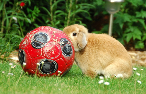 英国迷你垂耳兔