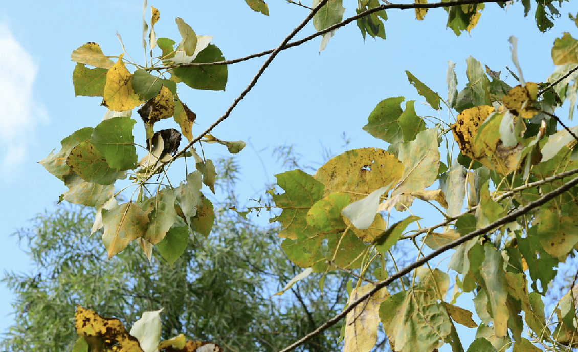  p>加杨(学名: i>populus × canadensis  /i>moench)是杨柳科杨属