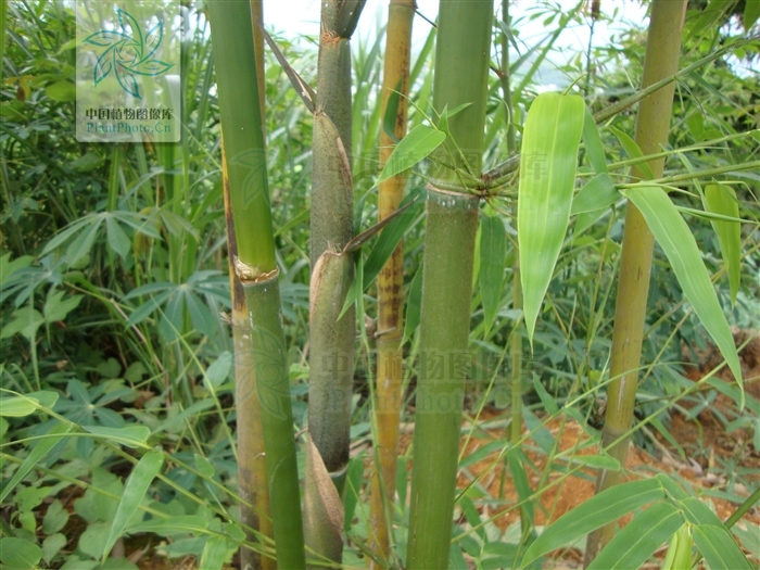 neosinocalamus cv.viridiflavus