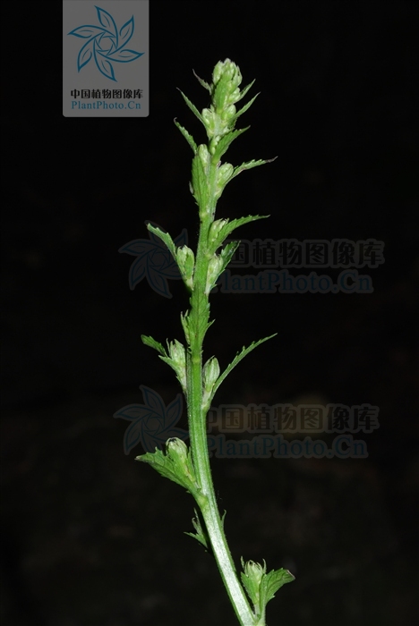  p>千头艾纳香,又名火油草,走马风.是一种多年生植物. /p>