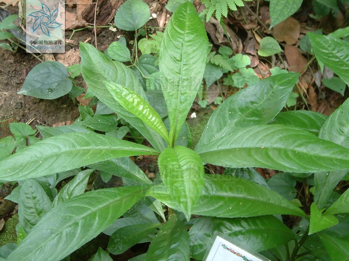  p>千头艾纳香,又名火油草,走马风.是一种多年生植物. /p>