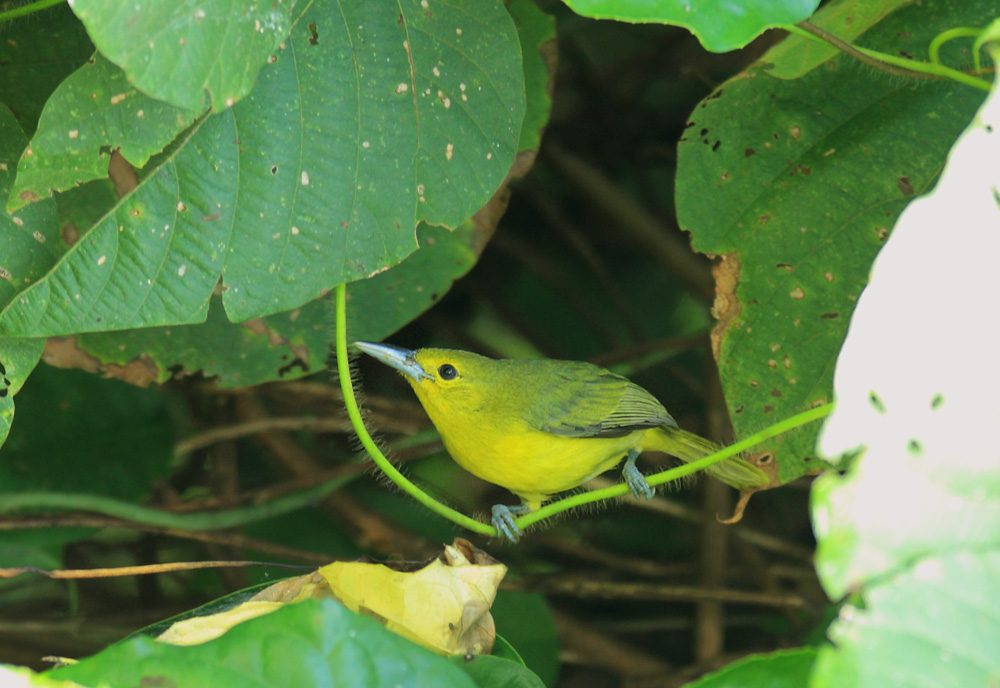  p>大绿雀鹎(学名: i>aegithina lafresnayei /i>,英文名:great iora)