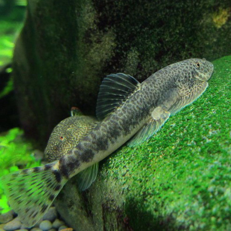  p>中华近原吸鳅, i>erromyzon /i>sinensis (chen, 1980),属腹吸鳅科