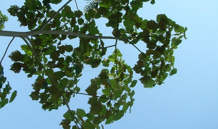  p>轻木属(学名:ochroma sw.