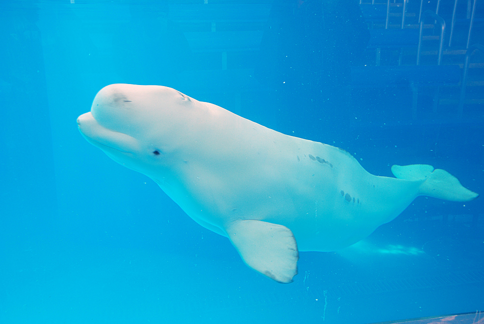 data-lemmaid="2082476">一角鲸科 /a>白鲸属的一种动物