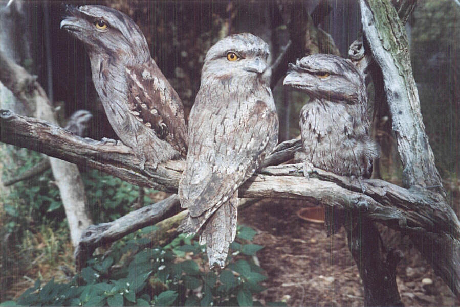  p data-id="gnbkr5eykt">蛙嘴夜鹰frogmouth, a target="_blank"