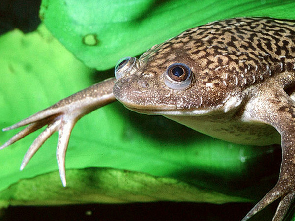 african clawed frog