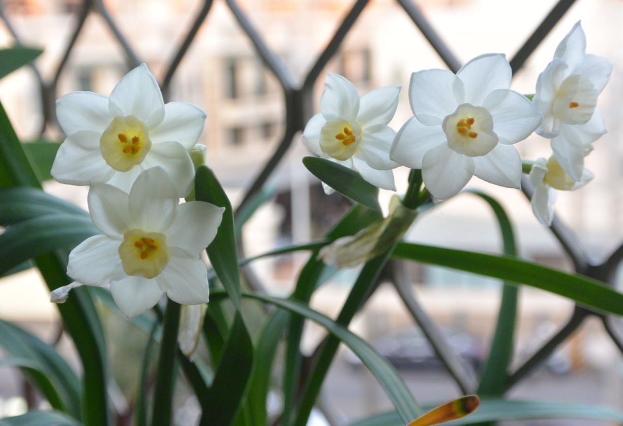 narcissus tazetta subsp. eutazetta briq.