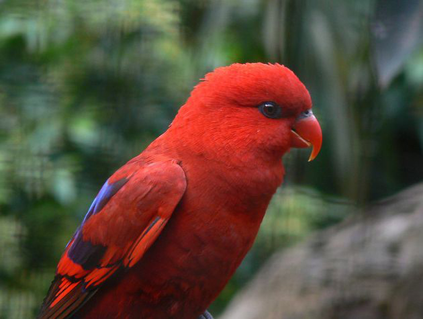 红色吸蜜鹦鹉