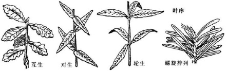 叶序_百度百科