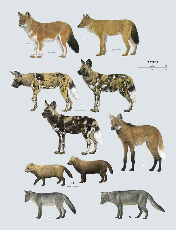  p>犬科(学名:canidae):犬科动物全球共有13属36种.