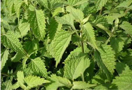  p>冬凌茶采用纯天然珍贵 a target="_blank" href="/item/冰草