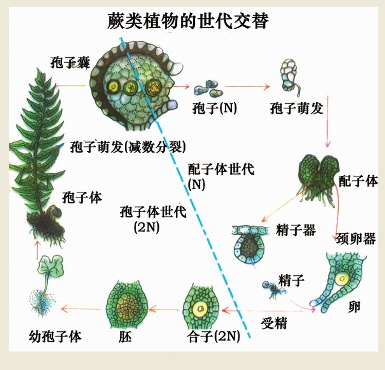从演化角度看,异型叶较为进化.蕨类植物和裸子植物均有孢子叶. /p>