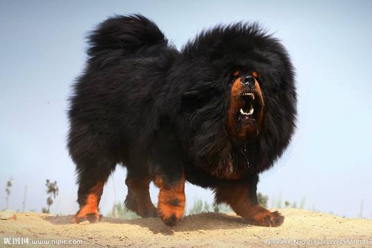 獒犬（食肉目犬科动物）_百度百科