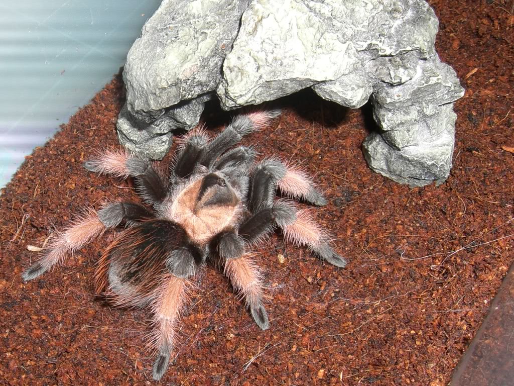  p>墨西哥红脚蜘蛛(拉丁学名:brachypelma emilia)原产于墨西哥的干燥