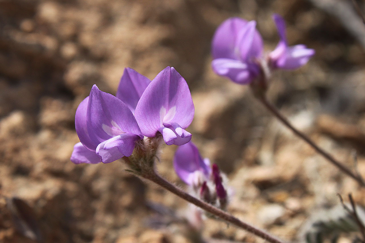  p>米口袋属(学名:gueldenstaedtia fisch)是 a target="_blank" href