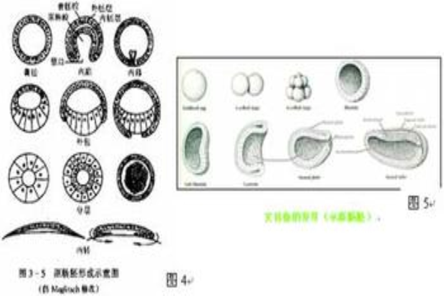 target="_blank" href="/item/原肠胚期/53350327" data-lemmaid="