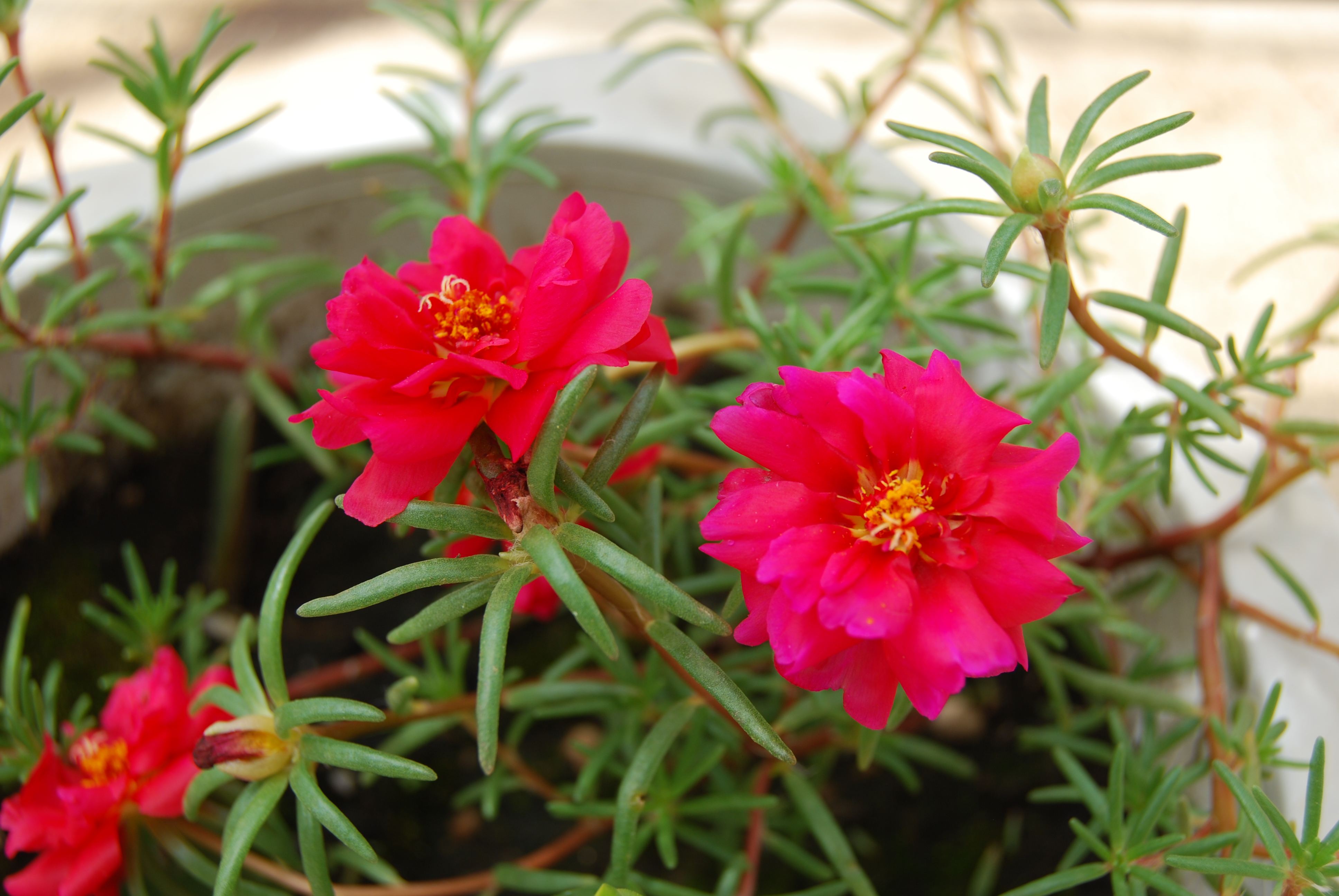  p>大花马齿苋(学名: i>portulaca grandiflora /i>  hook.