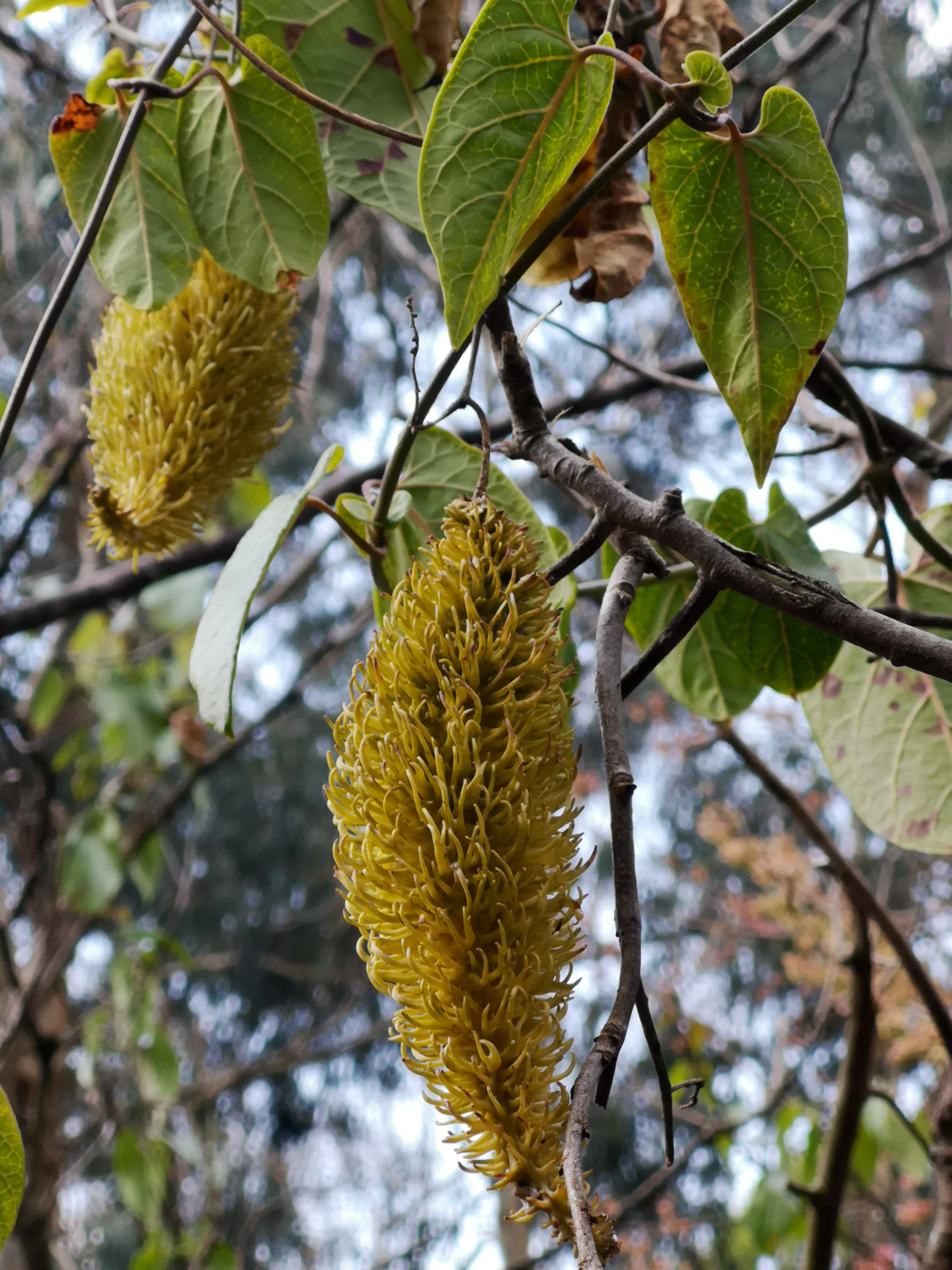  p> b>刺瓜 /b>(学名: i>cynanchum corymbosum /i>)是萝藦科 a href=