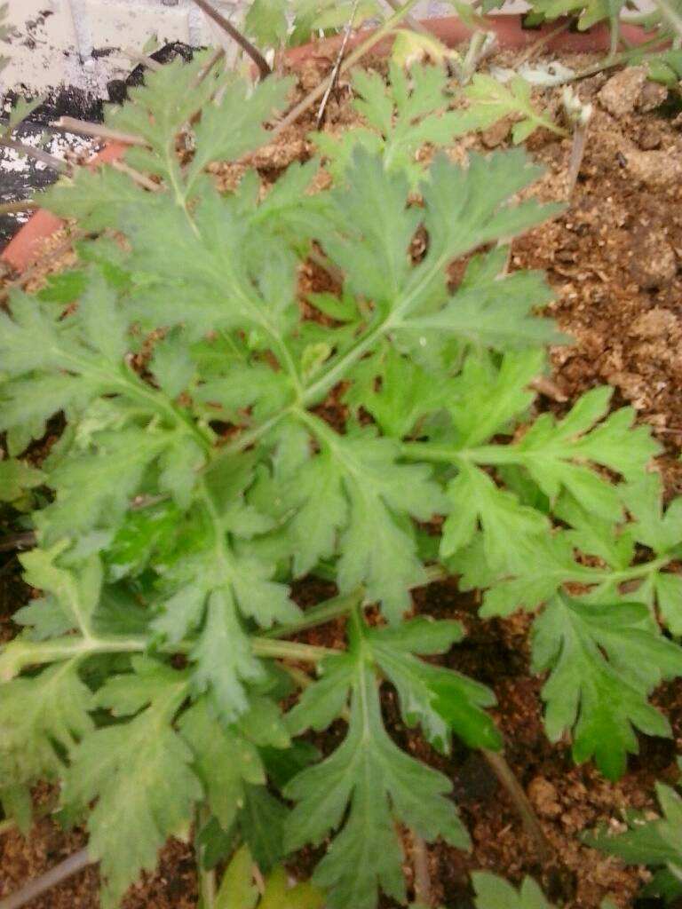  p>密毛白莲蒿(拉丁名:artemisia sacrorum ledeb. var.