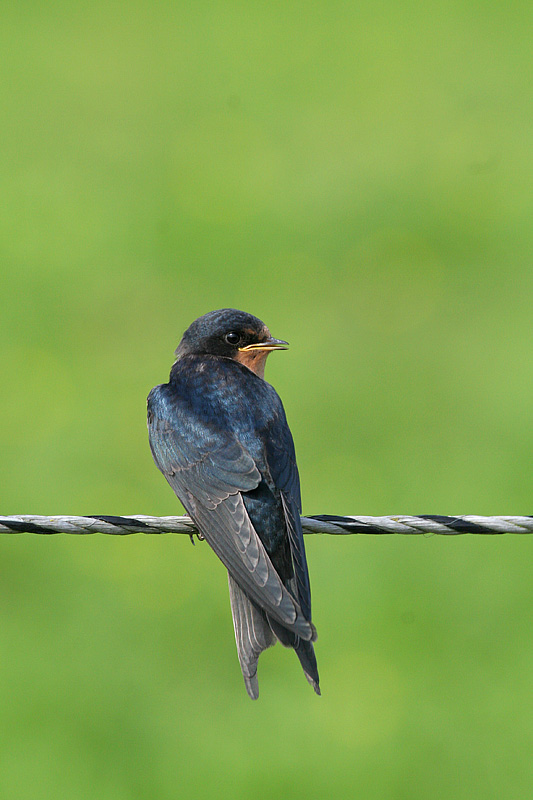 rustica /i>):为燕科燕属的 a href="#" data-lemmaid="278334">鸟类 