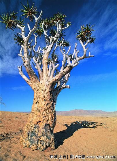  p>沙漠植物泛指在沙漠环境条件下,能 a href="#" data-lemmaid="