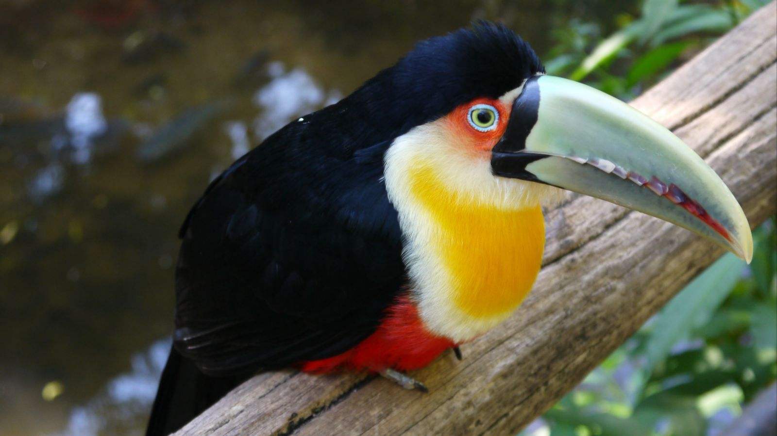  p>红胸巨嘴鸟(学名:ramphastos dicolorus )是中型 a href="#" data