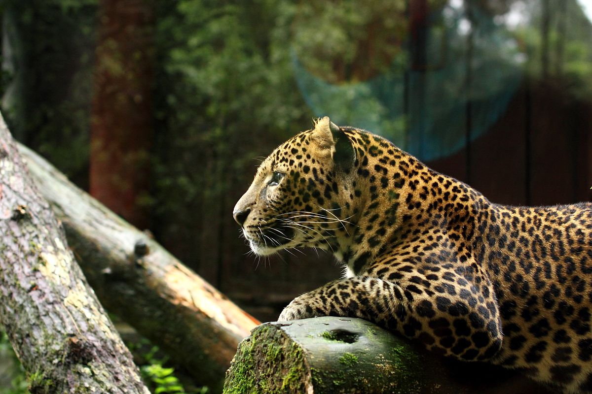 金钱豹属于食肉目,猫科,豹属.