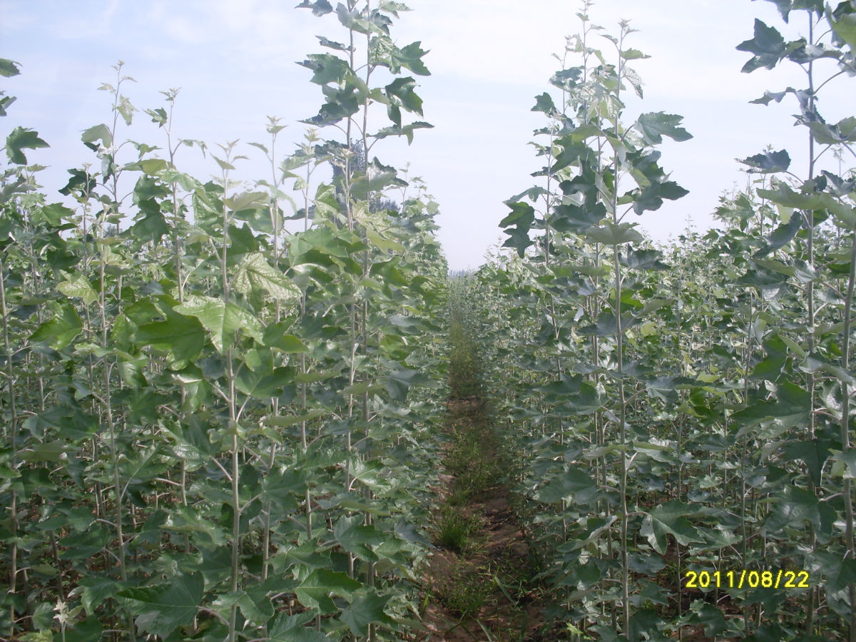  p>新疆杨(学名: i>populus alba /i> var.  i>pyramidalis /i> bge.