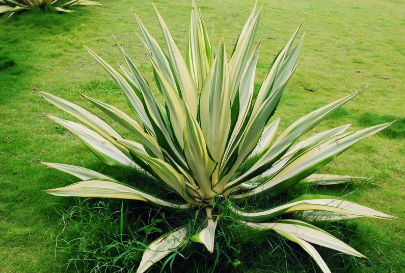 agave americana l.