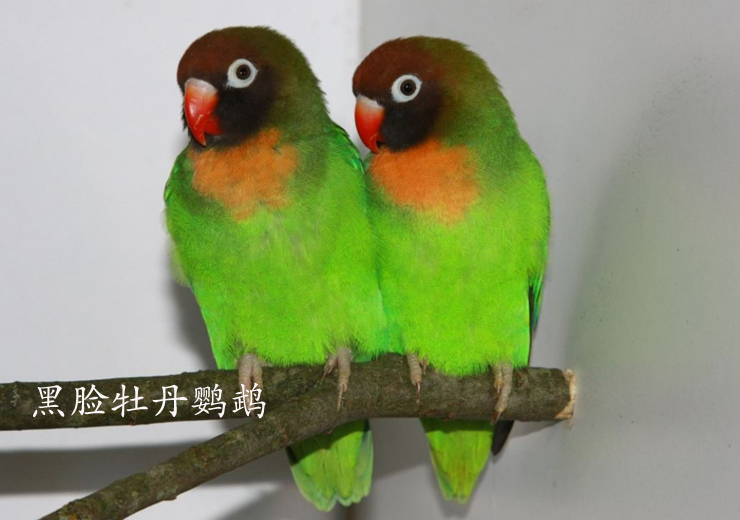  p>牡丹鹦鹉属(学名: i>agapornis /i>.