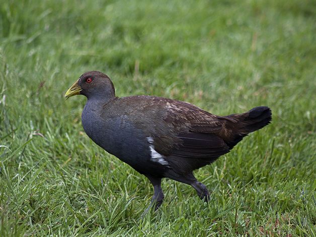  p>绿水鸡(学名: i>gallinula mortierii /i>)中型 a target="_blank"