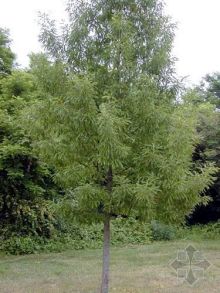 麻栎（山毛榉目壳斗科植物）_百度百科