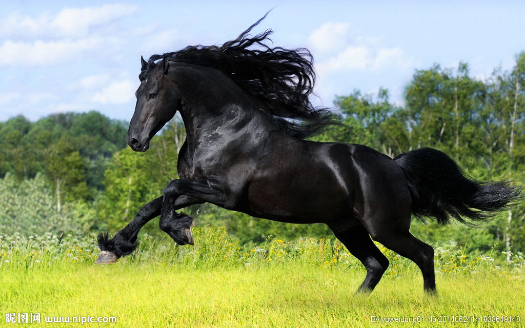  p>马在动物分类学中分类为:脊椎动物亚门(vertebrata),哺乳纲