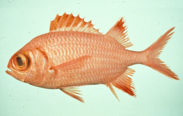  p>金鳍锯鳞鱼(学名: i>myrispristis chryseres /i>)为鳂科锯鳞鱼属